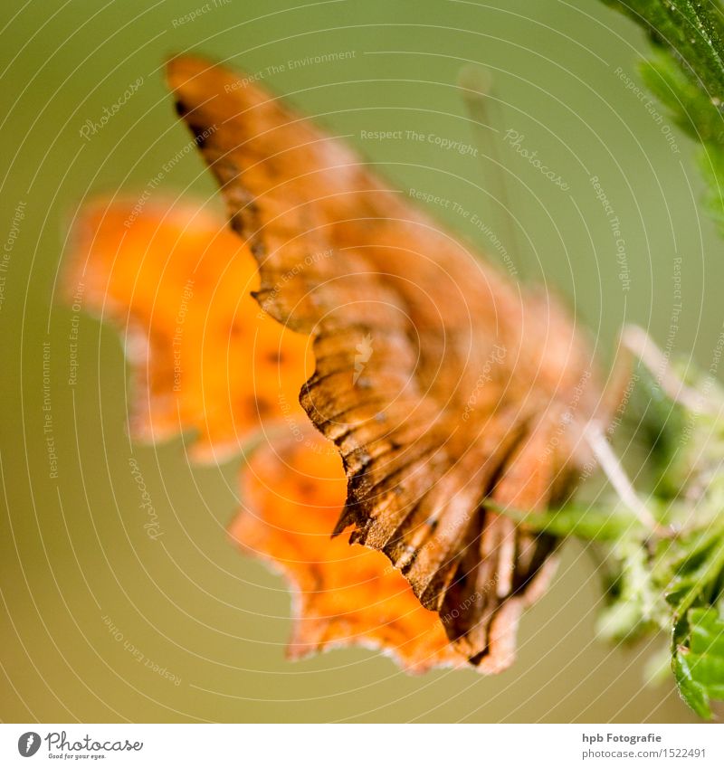 C butterfly Nature Animal Wild animal Butterfly Wing 1 Observe Crawl Esthetic Exceptional Green Orange Moody Spring fever Love of animals Purity Uniqueness