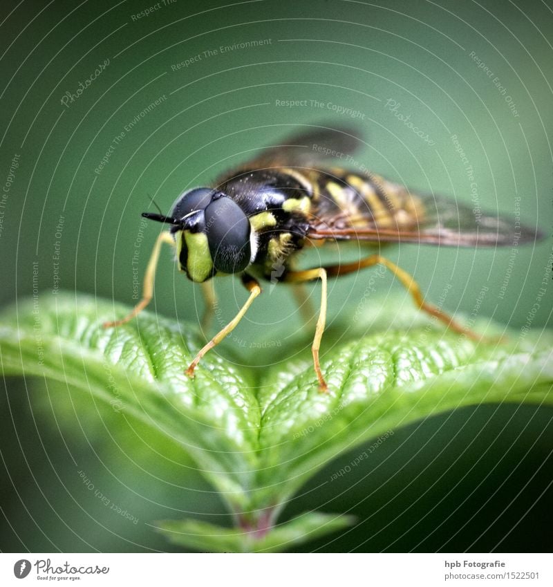 hoverfly Nature Animal - a Royalty Free Stock Photo from Photocase