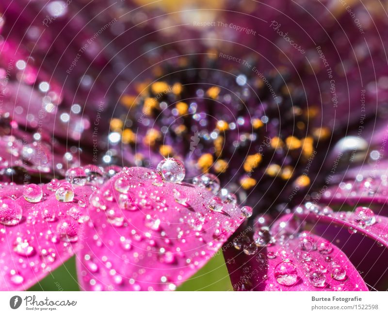 Sparkling like Diamonds Nature Plant Drops of water Sun Summer Rain Flower Blossom Cape basket Cape Daisy osteospermum Garden Beautiful Colour photo