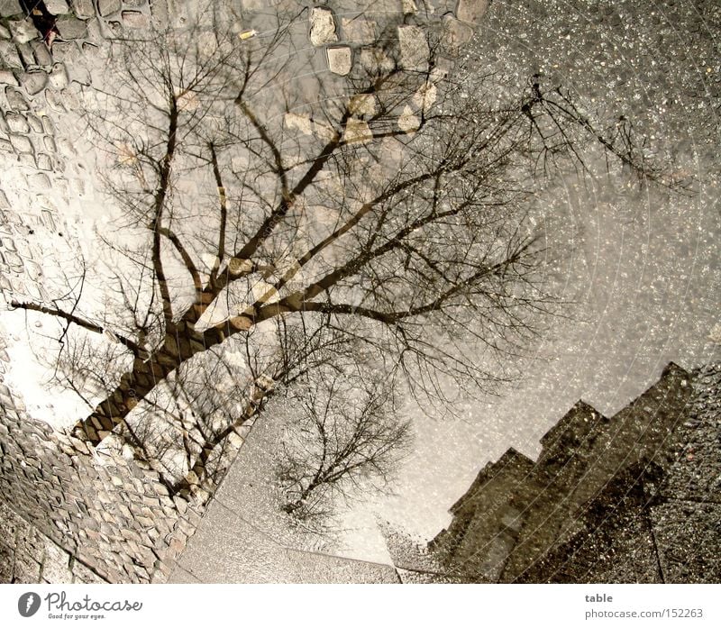White Christmas Water Puddle Sidewalk Tree House (Residential Structure) Stone Cold Gray Dark Comfortless Weather Winter Traffic infrastructure Sky Reflection