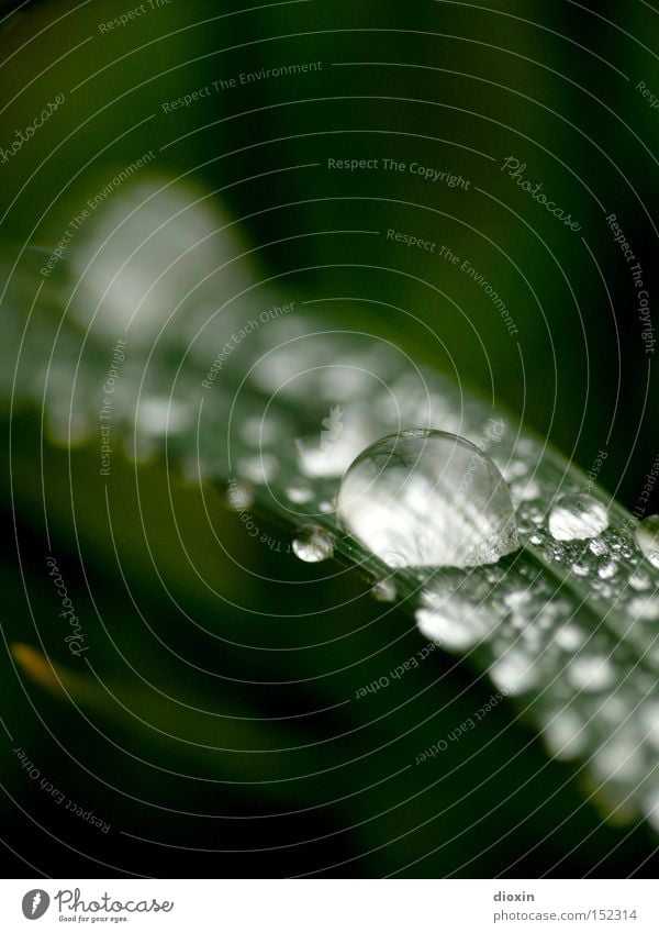 morningthaw #1 Water Drops of water Wet Damp Grass Blade of grass Meadow Morning Nature Green Blur Macro (Extreme close-up) Close-up fuzziness