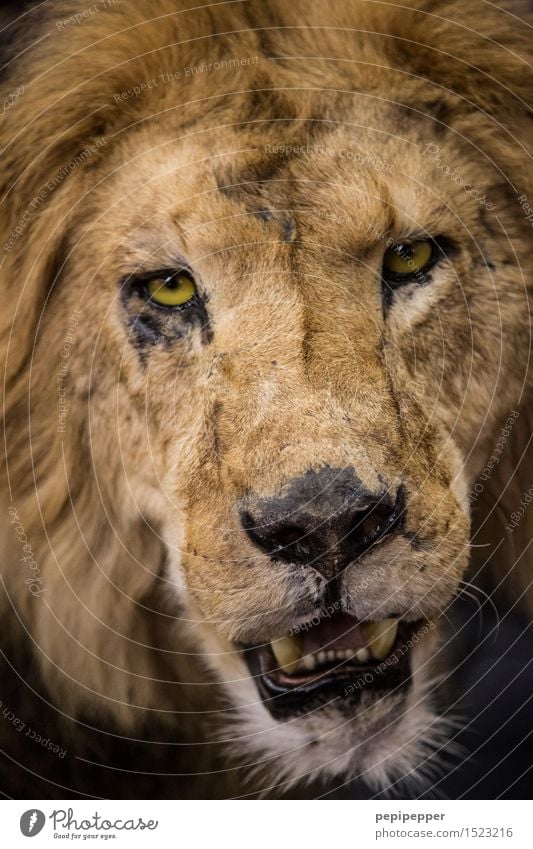 lion Circus Zoo Animal Wild animal Dead animal Cat Animal face Pelt Lion 1 Aggression Blonde Power Pride Subdued colour Animal portrait Upper body Front view