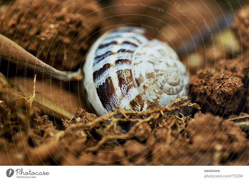 snail shell Snail shell Autumn Transport Macro (Extreme close-up) Nature Earth
