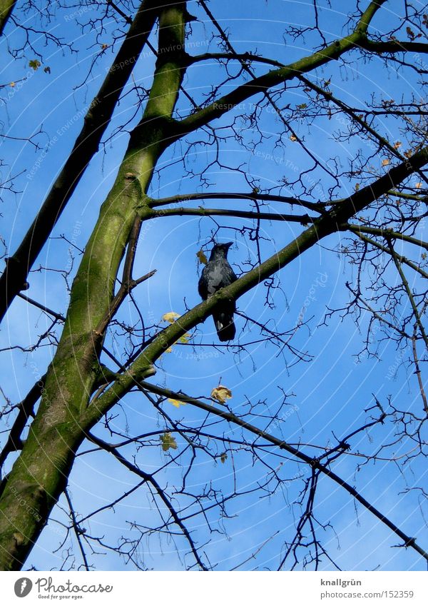 Winter Crow Bird Tree Branch Blue Brown Sky Plant Animal Wait