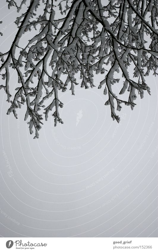 white christmas Branch Gray White Tree Sky Clouds Winter Snow land