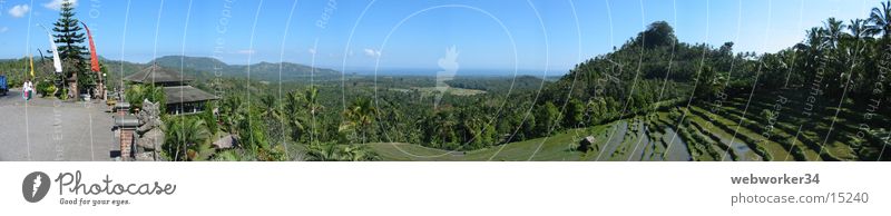 Bali's rice terraces (panorama) Paddy field Terrace Panorama (View) Agriculture Palm tree Horizon Los Angeles Rice Landscape Nature Large Panorama (Format)