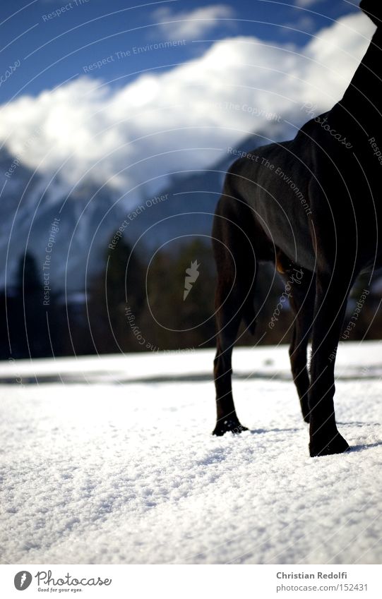 December 25th Dog Labrador Sky Clouds To go for a walk Blue Landscape Mountain Snow Winter Animal