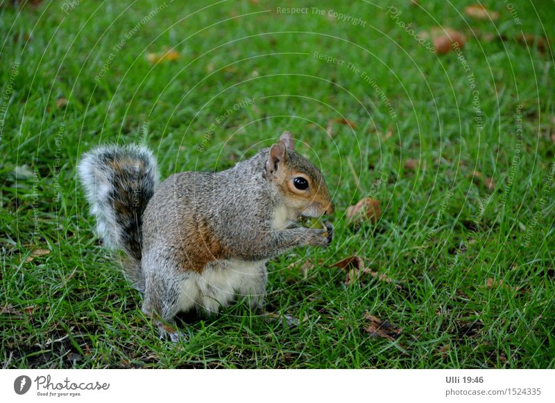 Squirrel with appetite. Summer Nature Beautiful weather Grass Park Deserted Animal Wild animal Animal face Pelt Paw 1 To feed To enjoy Authentic Cool (slang)
