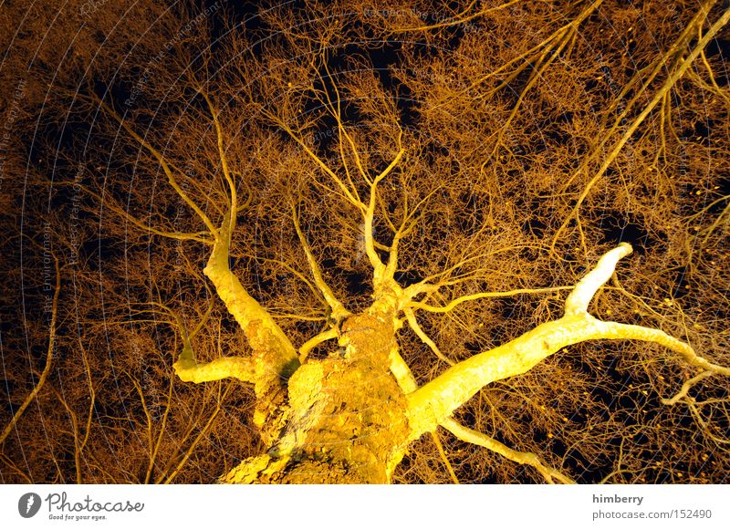 black and gold Tree Tree trunk Nature Structures and shapes Network Light Lighting engineering Design Botany Seasons Autumn Wood Park lighting technology