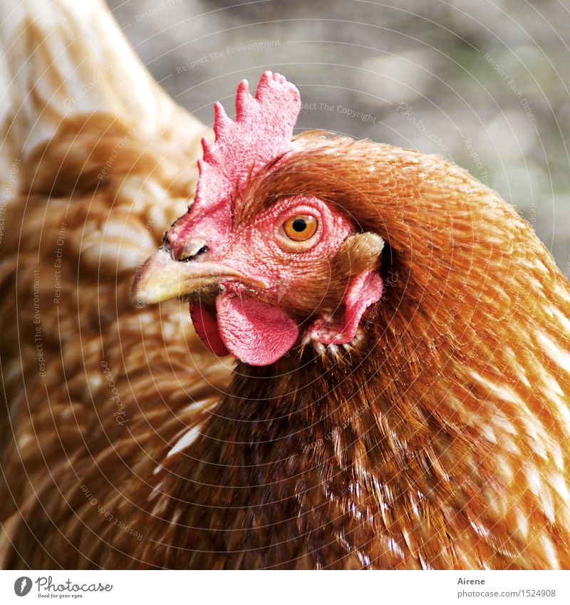 is what? Agriculture Forestry Poultry farm Egg Farm Animal Farm animal Bird Barn fowl 1 Looking Curiosity Brown Red Arrogant Pride Challenging Colour photo