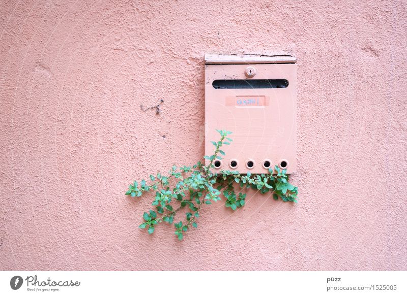 letterbox Living or residing Flat (apartment) House (Residential Structure) Nature Plant Leaf Foliage plant Village Small Town Wall (barrier) Wall (building)