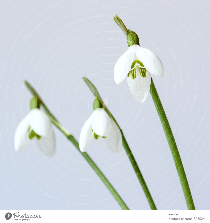 Three snowdrops in front of a bright background Snowdrop galanthus Spring Winter Flower Blossom Garden Park Meadow Green White 3 Easter Neutral Background Plant