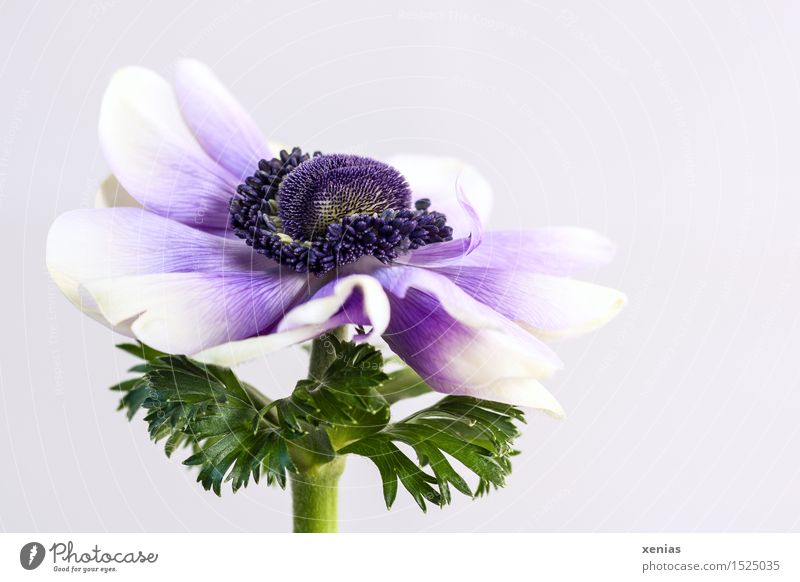 Crowned anemone with violet against a light background Anemone Spring Flower Blossom Poppy anenome Round Green Violet White bright background Neutral Background