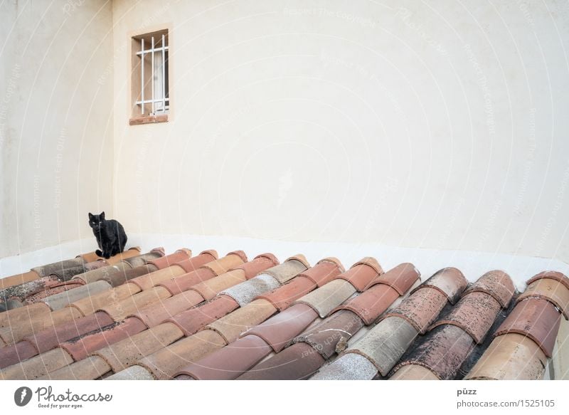 black cat Village Deserted House (Residential Structure) Manmade structures Building Architecture Wall (barrier) Wall (building) Window Roof Animal Pet Cat 1