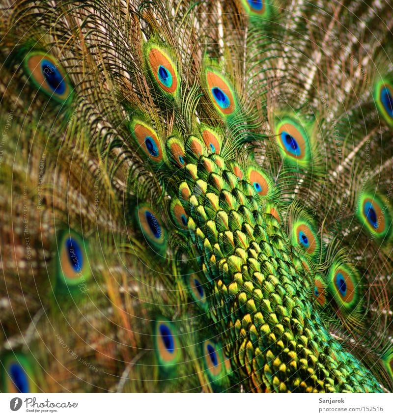 He's got a wheel off. Peacock Green Dazzling Masculine Airs and graces Beautiful Bird Pride Feather Peacock feather