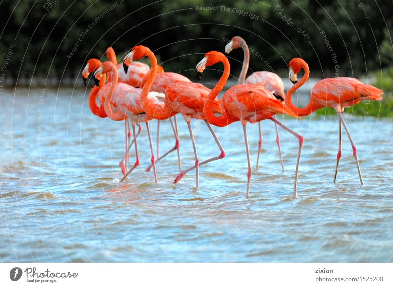 Greater Flamingos,phoenicopterus roseus, standing in the river Animal Wild animal Bird Group of animals Water Movement Walking Hiking Wait Together Beautiful
