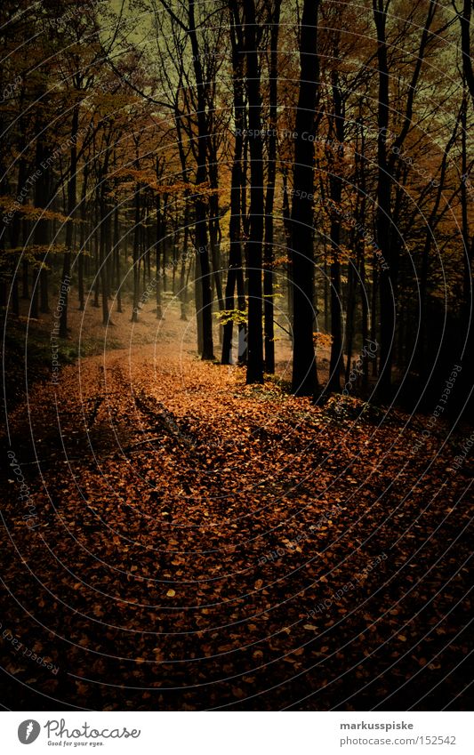 autumn forest Autumn Forest Lanes & trails Tree Mystic Leaf Autumnal Dark Fear Panic left over