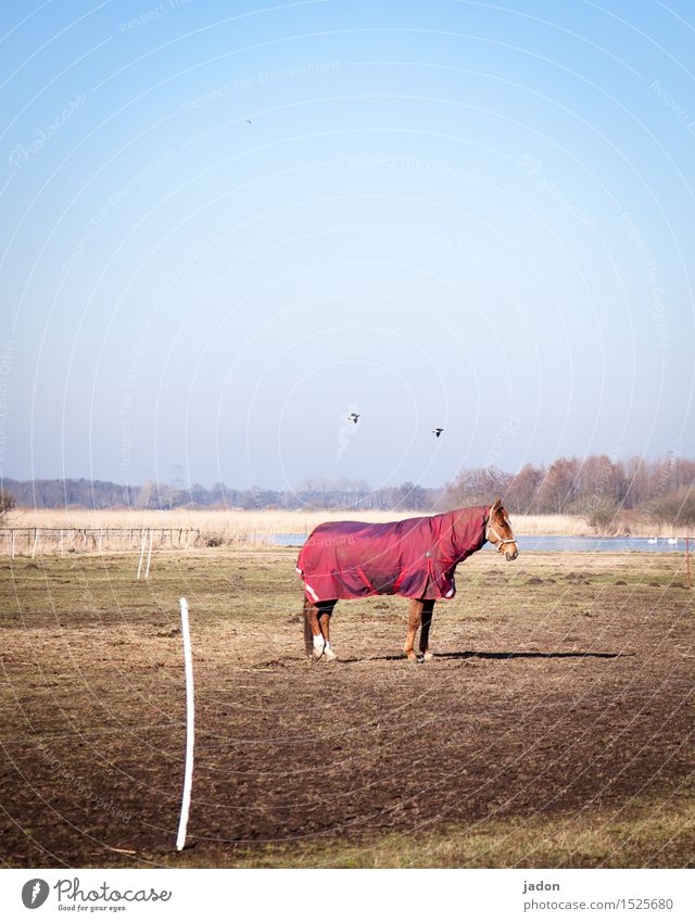 standing horse. Ride Far-off places Freedom Nature Landscape Cloudless sky Horizon Winter Grass River bank Animal Farm animal Horse Bird 1 2 Flying Stand