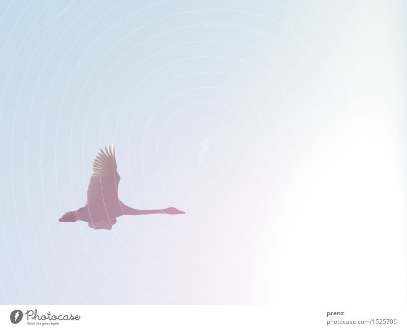 Whooper Swan Environment Nature Animal Sky Cloudless sky Sun Winter Beautiful weather Wild animal Wing 1 Blue Flying Floating Colour photo Exterior shot