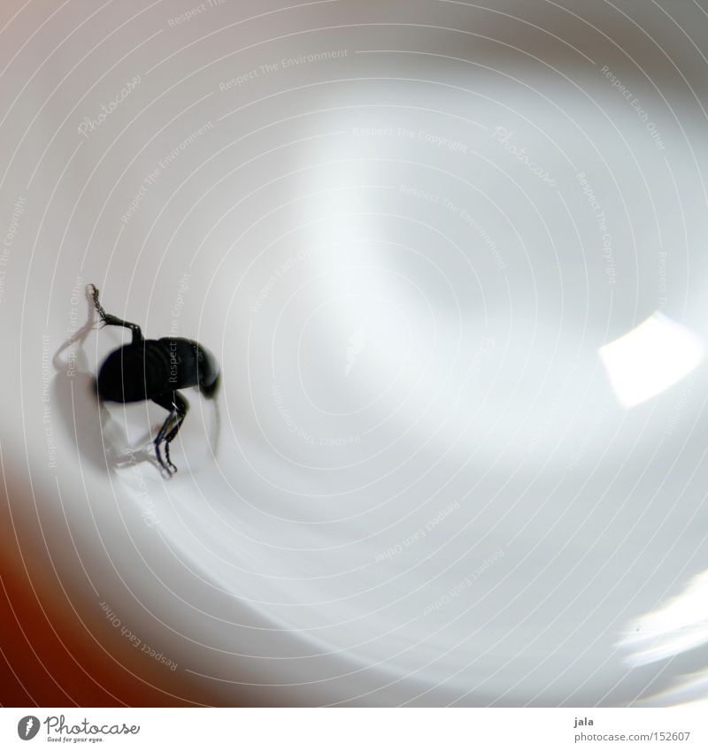 bug boy Beetle Black Glass No through road Visual spectacle Macro (Extreme close-up) Close-up Irritation