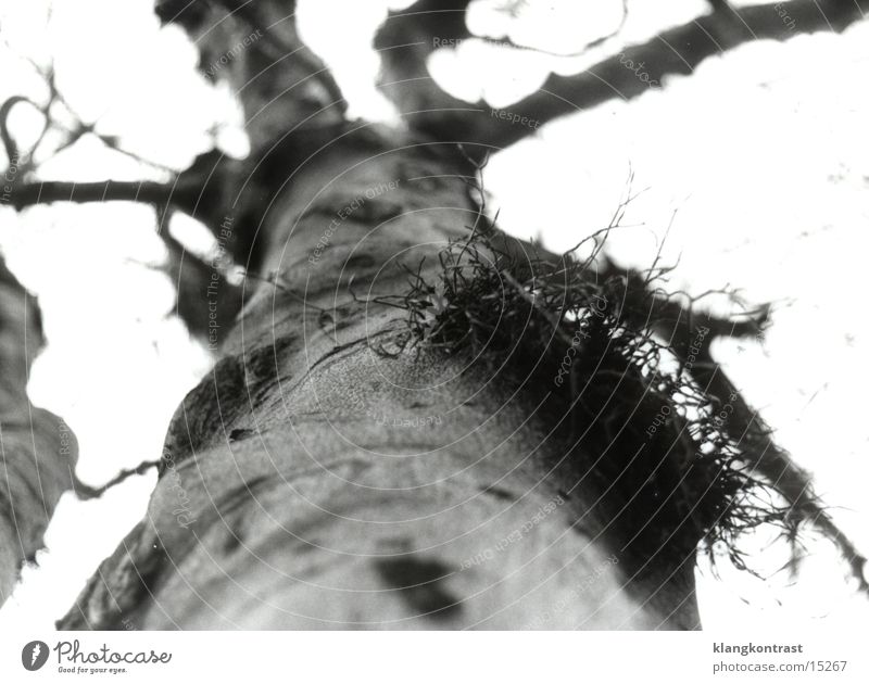Mistletoe 2 (sw) Shallow depth of field mistletoe branch old tree Black & white photo