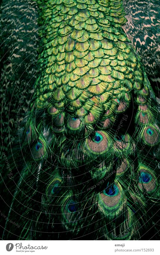 another peacock Peacock Pattern Animal Green Pheasant family Bird Feather Structures and shapes Hair and hairstyles fur :P Blue Peacock Pavo cristatus pheasant