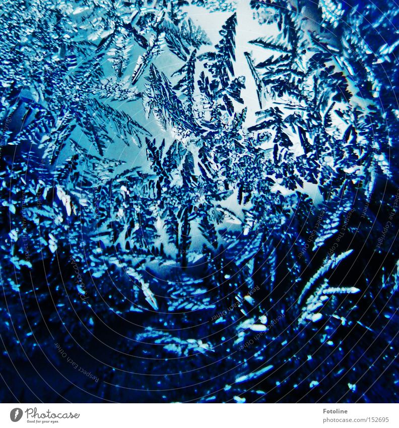 Frost flowers II Ice Cold Flower Frostwork Glass Window pane Car Window Morning Blue Black Water Winter Freeze Beautiful Esthetic