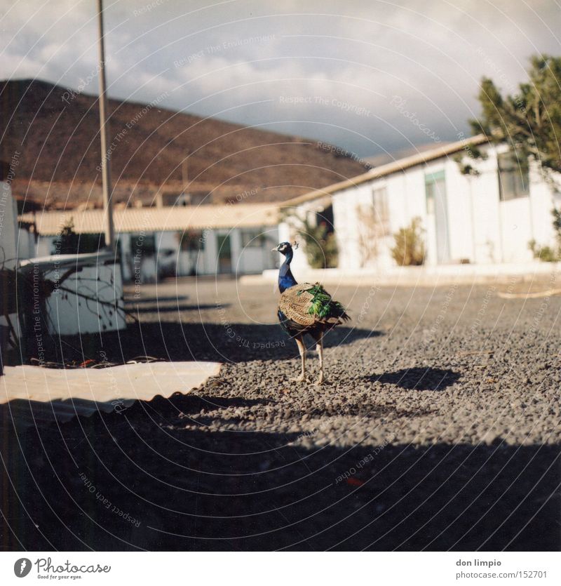 and here's my Peacock Bird Blur Courtyard Fuerteventura Medium format Analog Blue Peacock casa