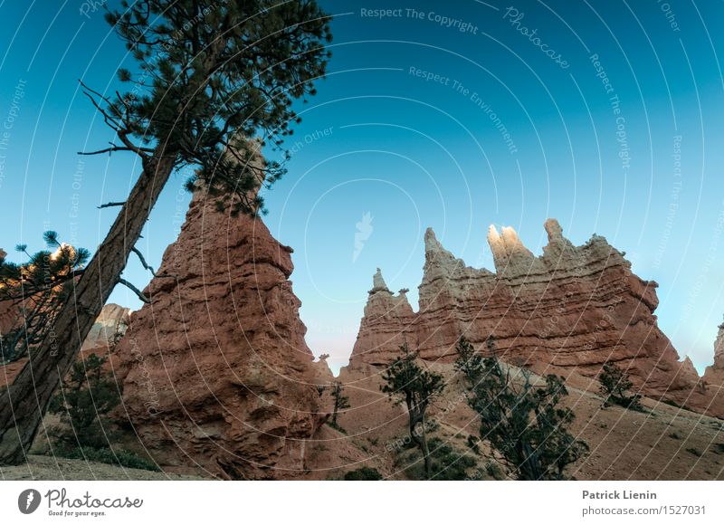 Bryce Canyon Senses Relaxation Vacation & Travel Tourism Trip Adventure Far-off places Freedom Sightseeing Expedition Mountain Hiking Nature Landscape Plant