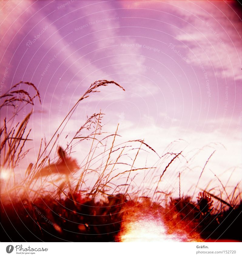 summer breeze Meadow Grass Violet Holga Sky Plant Warmth Summer Sun Blade of grass Nature Contrast Clouds Defective Beautiful Lomography Patch of light