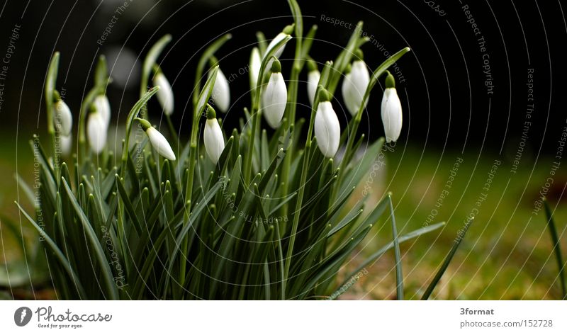 early riser Snowdrop Flower Spring Plant Garden Blossom Wake up Positive Optimism Optimist Future Arise Success