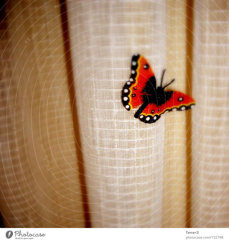 J'ai des butterfly... Butterfly Curtain Drape Wrinkles Animal Insect Wing Judder Kitsch Orange Black Red admiral Feeler Light Warmth Spring