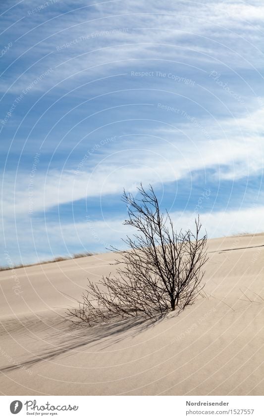 climate change Far-off places Environment Nature Landscape Plant Elements Sand Sky Clouds Summer Climate Climate change Beautiful weather Wind Tree Desert