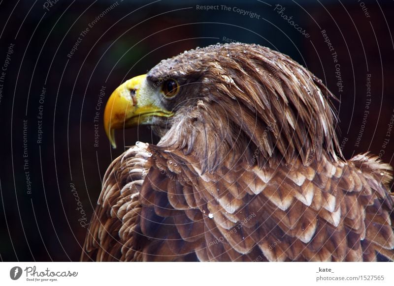 hd wallpapers 1080p eagle