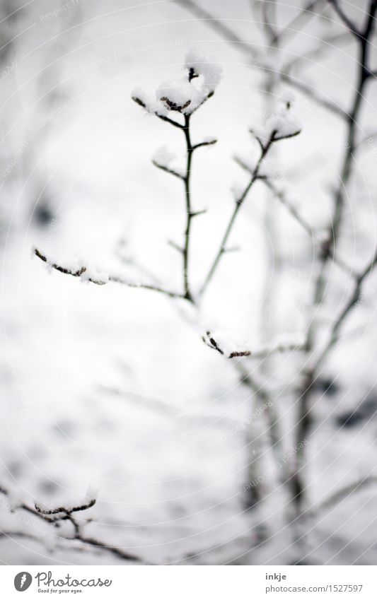 Snowy Bunting Winter Ice Frost Bushes Twigs and branches Park Cold Brown Gray White Climate Delicate Colour photo Subdued colour Exterior shot Close-up Detail