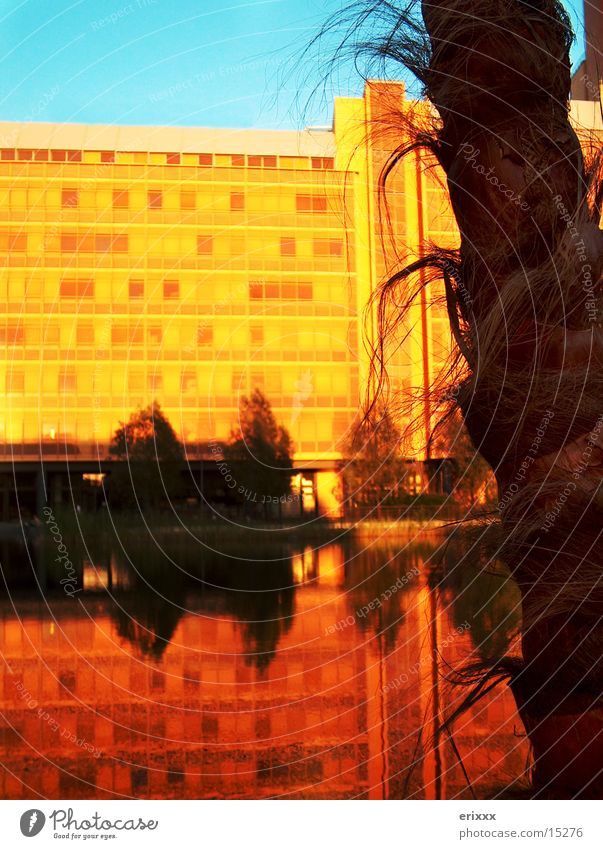 Palms in Berlin Palm tree Sunset Building Places Photographic technology Water Surface of water Water reflection Mirror image Deserted Dusk Potsdamer Platz
