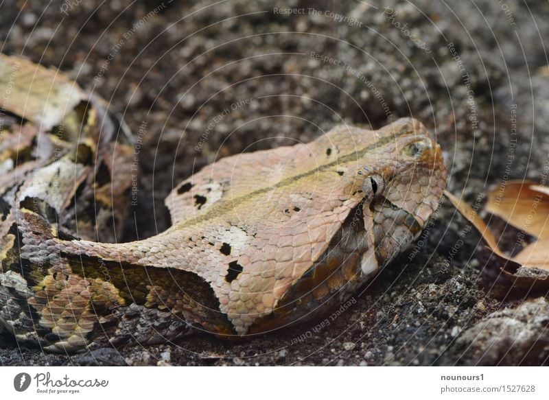 Highly toxic Gabon viper Animal Wild animal Snake Zoo 1 Lie Poison Dangerous Scales Wiggly line Observe Hunting Viper Flicker the tongue Camouflage Colour photo