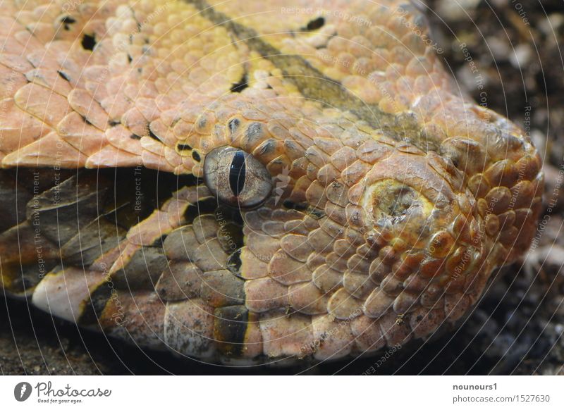 Gabon Viper Animal Wild animal Snake Zoo 1 Lie Threat Brown Black Poison Poison fang Eyes Pupil Scales Colour photo Subdued colour Interior shot Close-up Detail