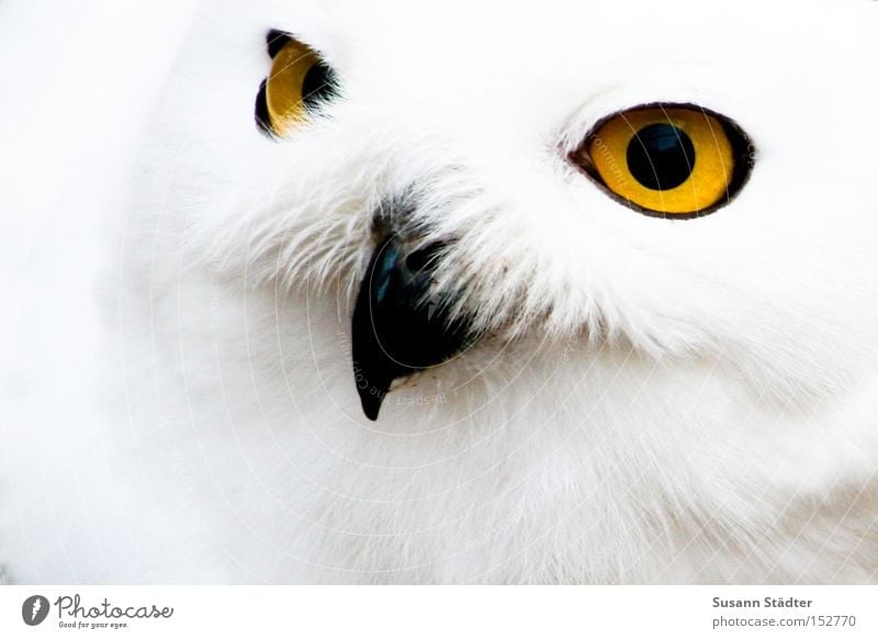 Snowy owl face II Owl birds Zoo Eyes Bird of prey Feather Patch White Pelt Beak Black Yellow Winter Cold