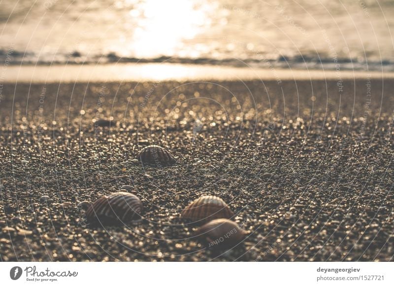 Clams on the beach Exotic Beautiful Life Vacation & Travel Summer Beach Ocean Nature Sand Coast Natural White Mussel background Shell Tropical marine seashell