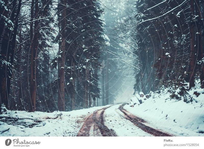 Fog in the Black Forest Winter Snow Winter vacation Mountain Hiking Environment Nature Landscape Bad weather Ice Frost Tree Traffic infrastructure Street