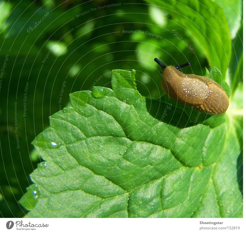 hmmm... delicious Snail Appetite Leaf Green Spring Slug Slimy Feeler Brown Drops of water Wood grain Hollow