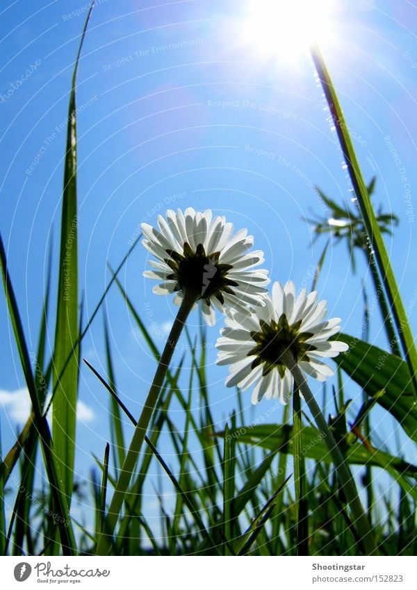 flowerpower Daisy Flower 2 Sun Meadow Green Blossoming Grass White Sky Upward Growth Lighting In pairs