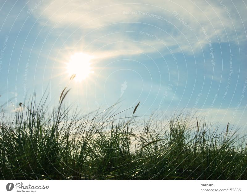 summer breeze Colour photo Subdued colour Exterior shot Deserted Copy Space left Copy Space right Copy Space top Copy Space middle Neutral Background Day Shadow