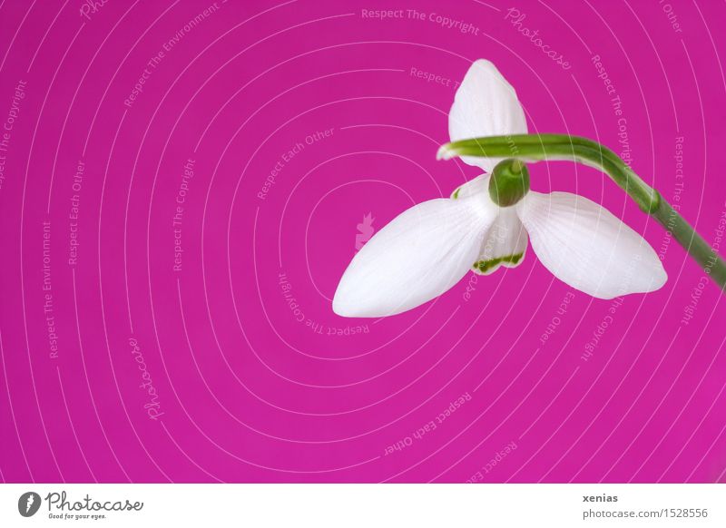Snowdrops over Pink pink Easter Spring Winter Flower Blossom galanthus Amaryllis Green White Card Background picture Interior shot Downward Decoration