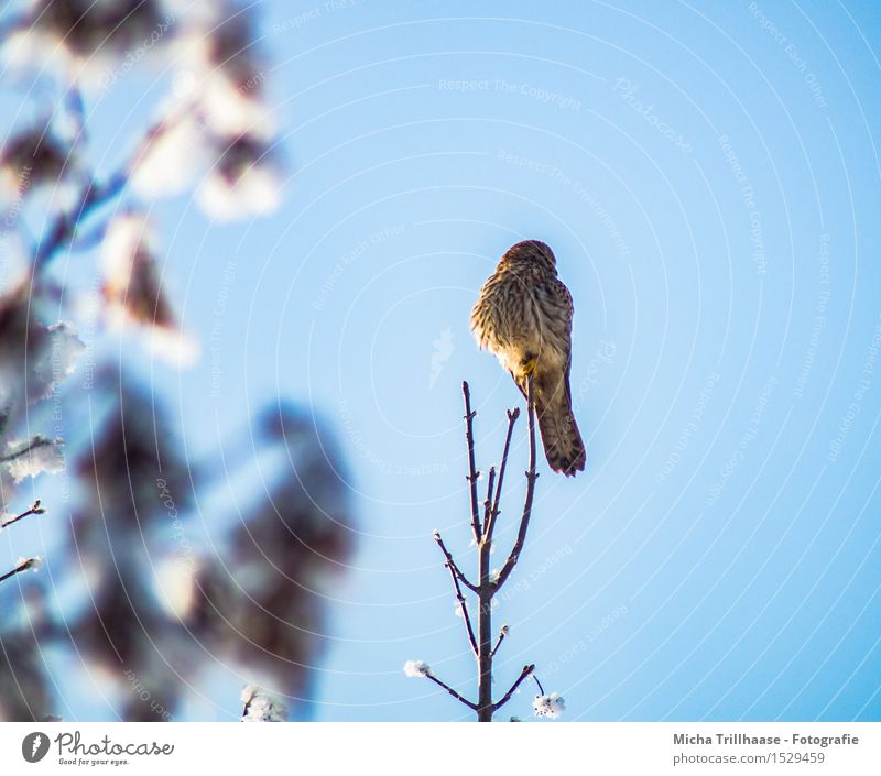 Outlook bird of prey Winter Snow Environment Nature Animal Sky Cloudless sky Sunlight Weather Beautiful weather Plant Tree Wild animal Bird Wing 1 Observe