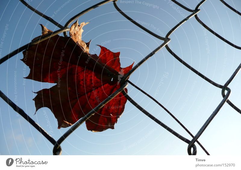 Autumn timeless Fence Wire netting Sky Autumn leaves Get caught on To go for a walk Loneliness Get stuck Back-light Grief Thought dried leaf Sadness