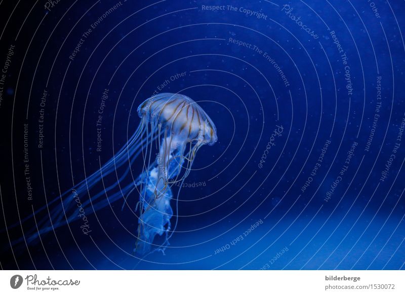 Jellyfish . . . and also beautiful Ocean Dive Environment Nature Animal Water Earth Fishing boat Aquarium Adventure Photography Reportage Blue Colour photo