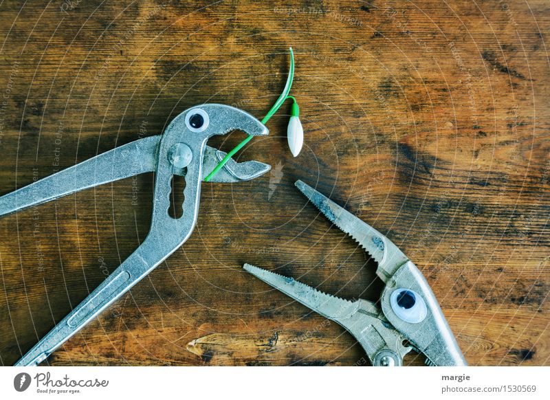 ...... Will you marry me? Two pincers with eyes and a snowdrop on an old wooden table Work and employment Profession Craftsperson Workplace Construction site
