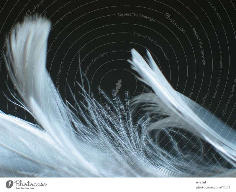 Feathers - Variation #1 White Black Background picture Bird Macro (Extreme close-up)